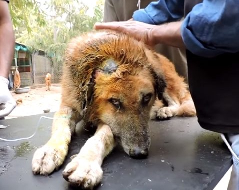 stray injured dog