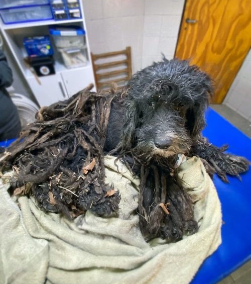 blind dog covered in knots