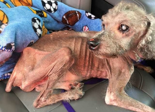 abandoned dog in bad health condition