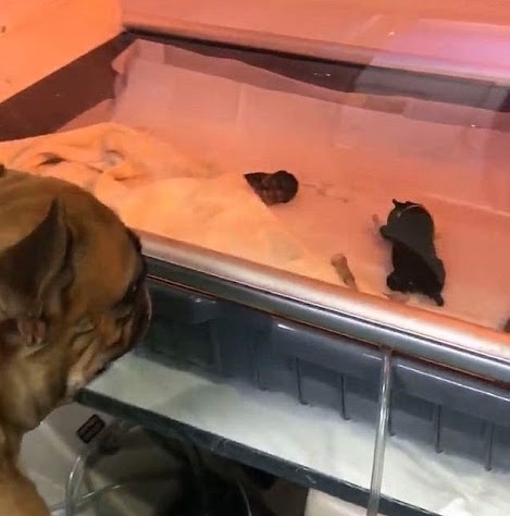 Dog in incubator 