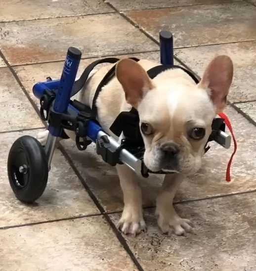 paralyzed dog