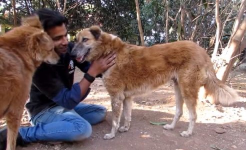 rescue dog during recovery 