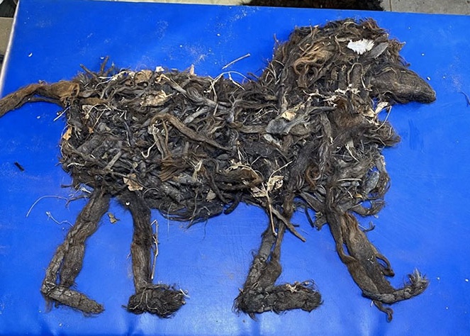 knots tangled in a stray dog’s fur