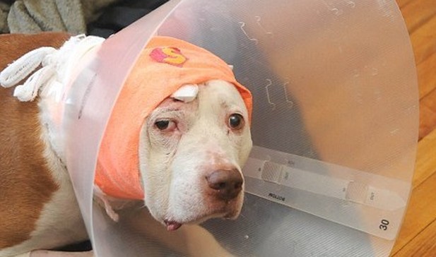 injured dog after getting shot in the head