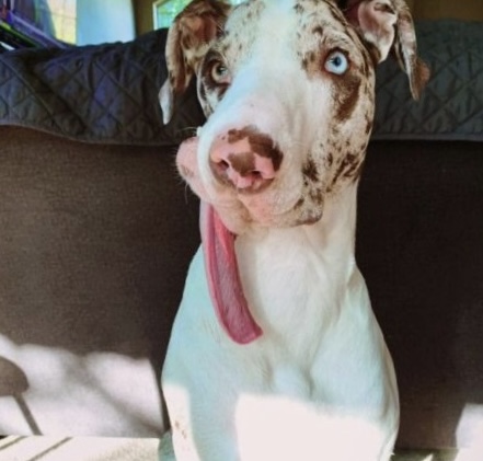 Dog with long tounge 