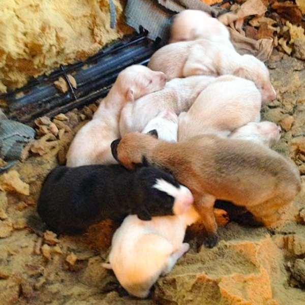 Ten newborn puppies 