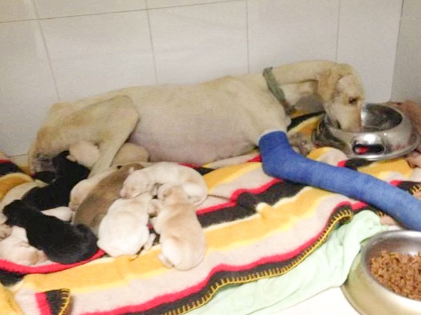 Dog with her newborn puppies 