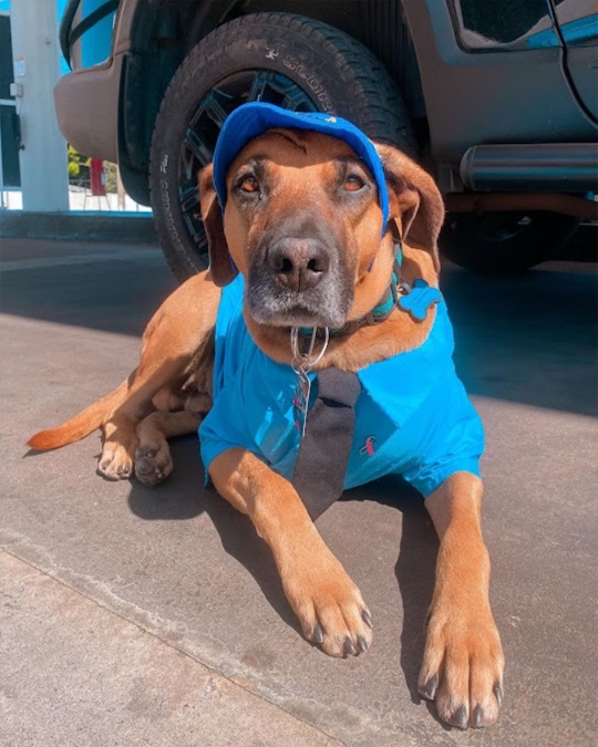 Dog at gas station 