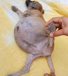 Dog with ascites 