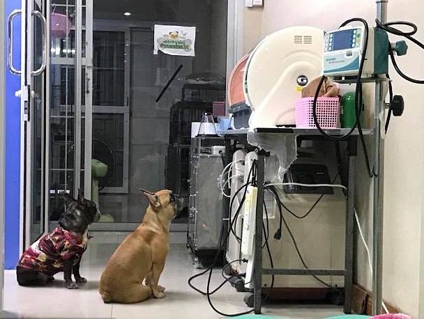 Mother dog watching their children 