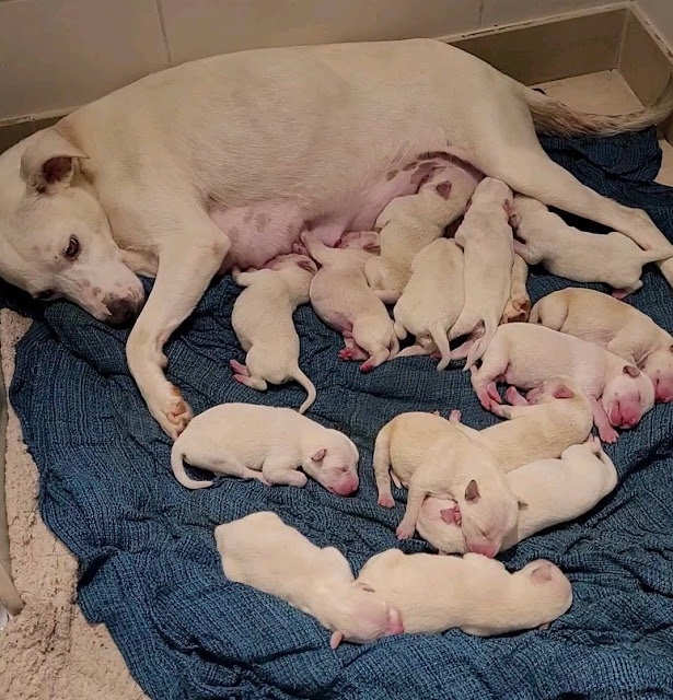 Dog and 14 newborn puppies 