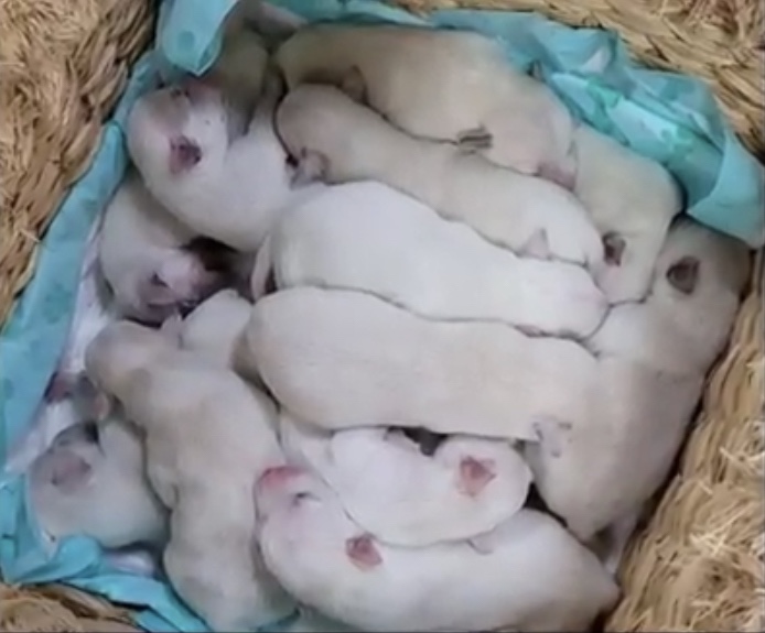 14 newborn puppies 