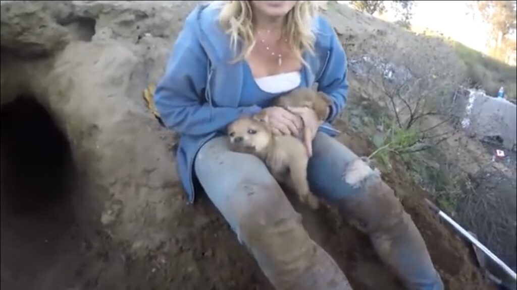 Rescuing puppy