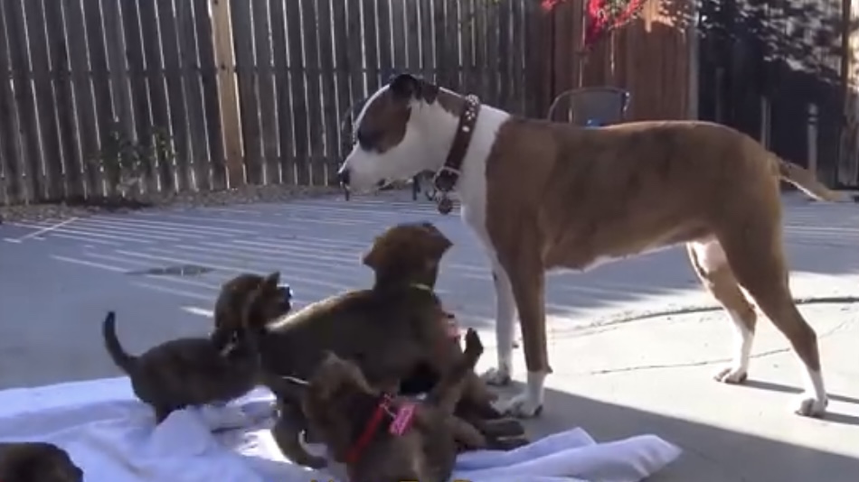 Puppies with their surrogate mother 