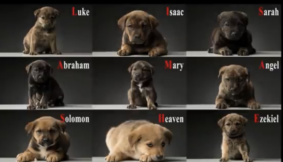 Nine rescued puppies 