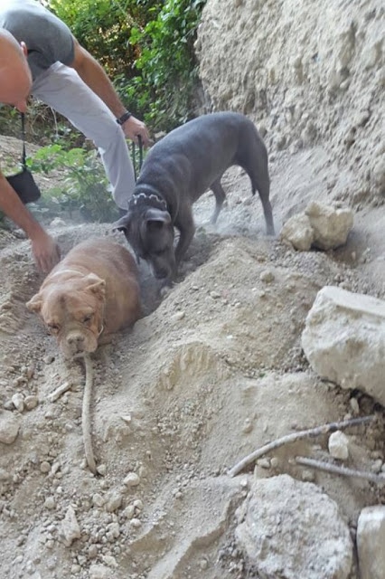 Dog helped from grave 