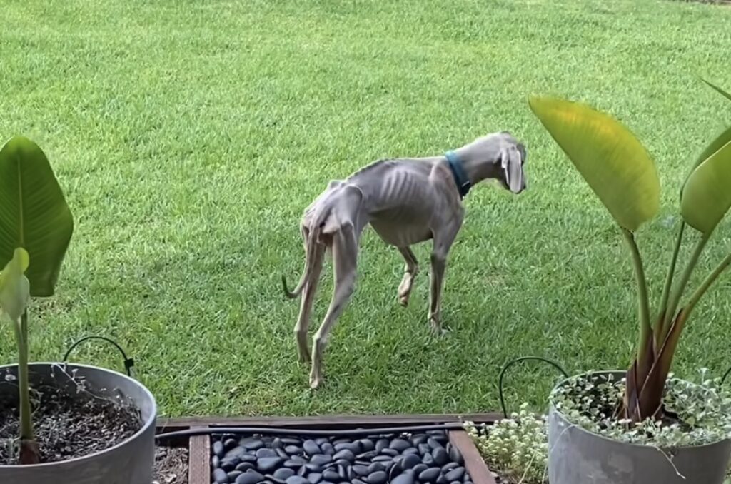 Skinny dog 