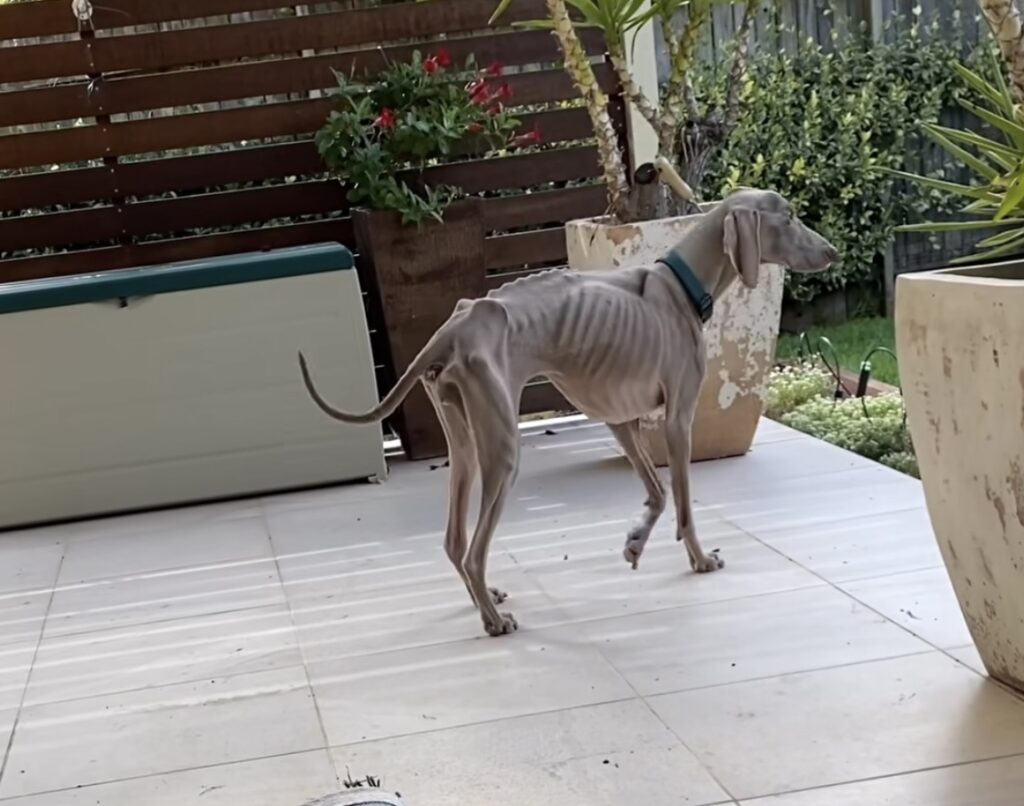 Skinny dog 