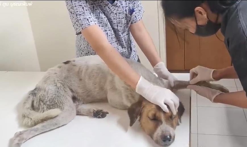 Dog getting medication 