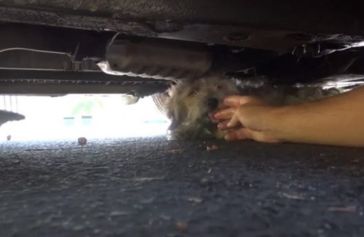 Dog stuck under a car