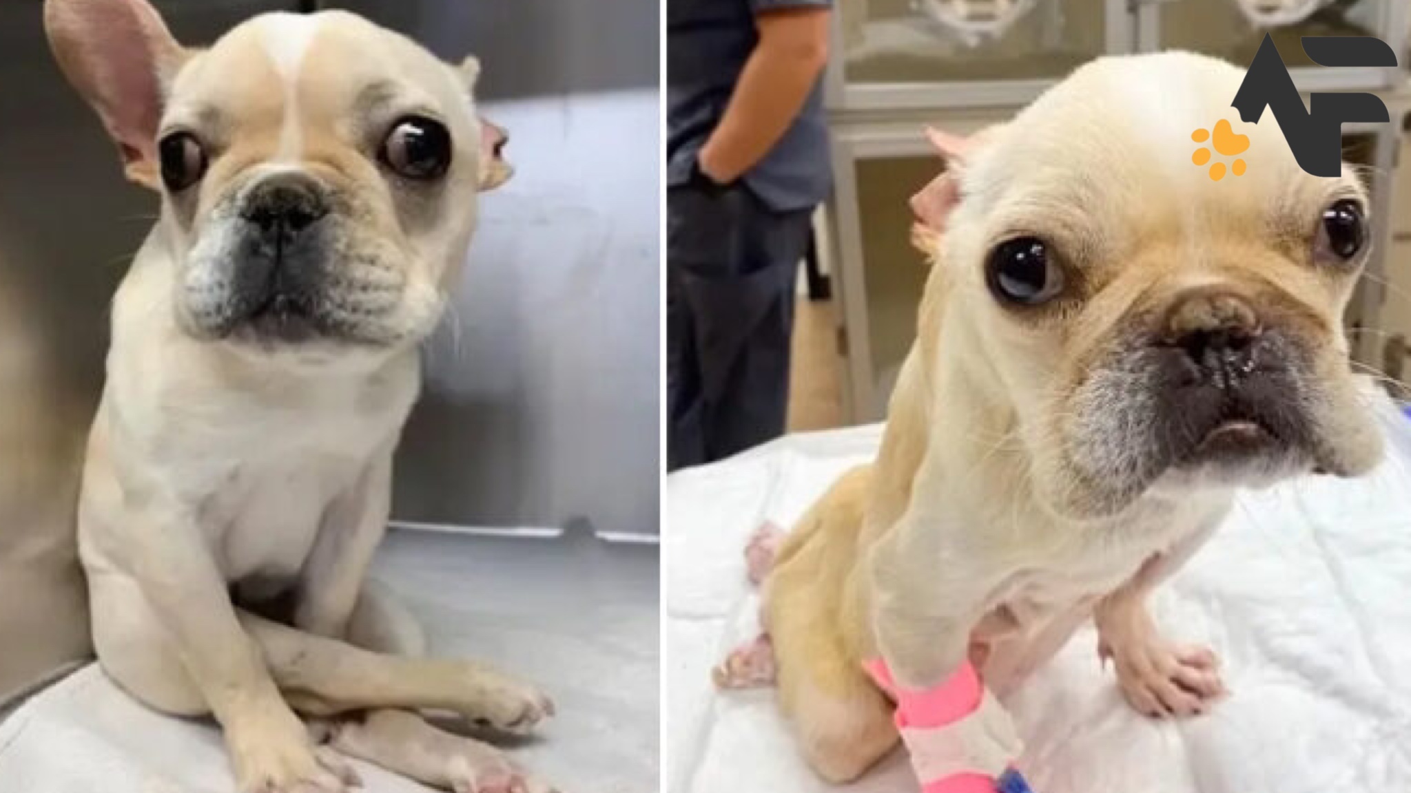 Dog Experiences Permanent Paralysis In His Hind Legs Due To Spinal dog-experiences-permanent-paralysis-in-his-hind-legs-due-to-spinal