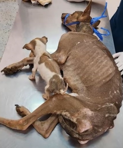 rescue dogs found in bad health condition