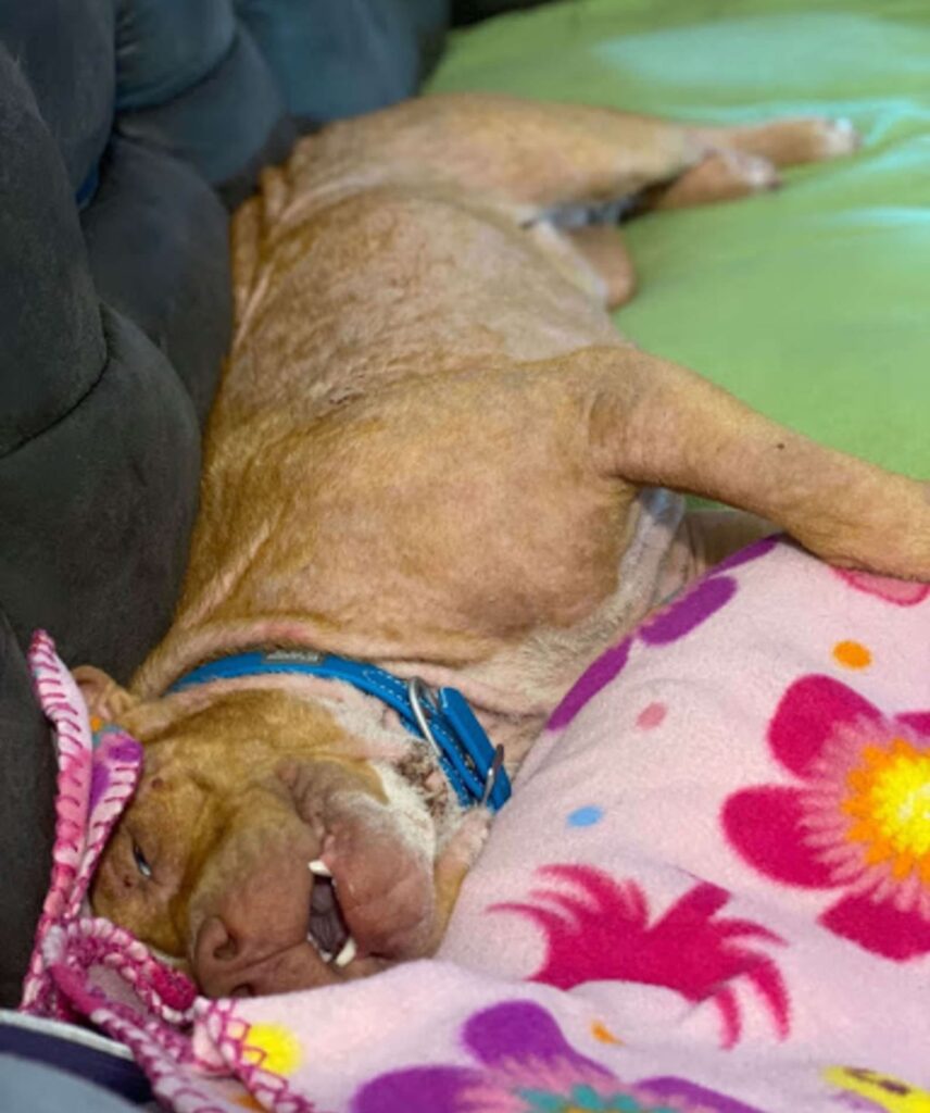 adopted dog sleeping peacefully at his new home