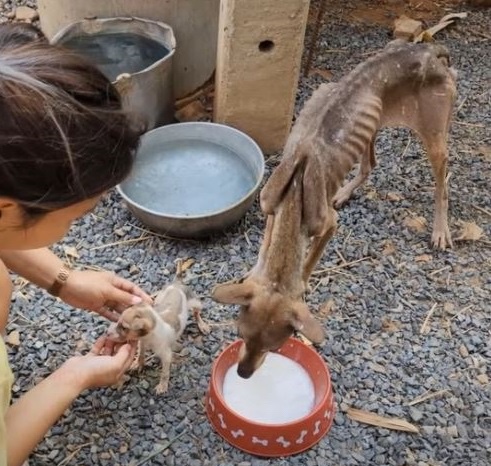 mother dog and her puppy found in miserablw condition