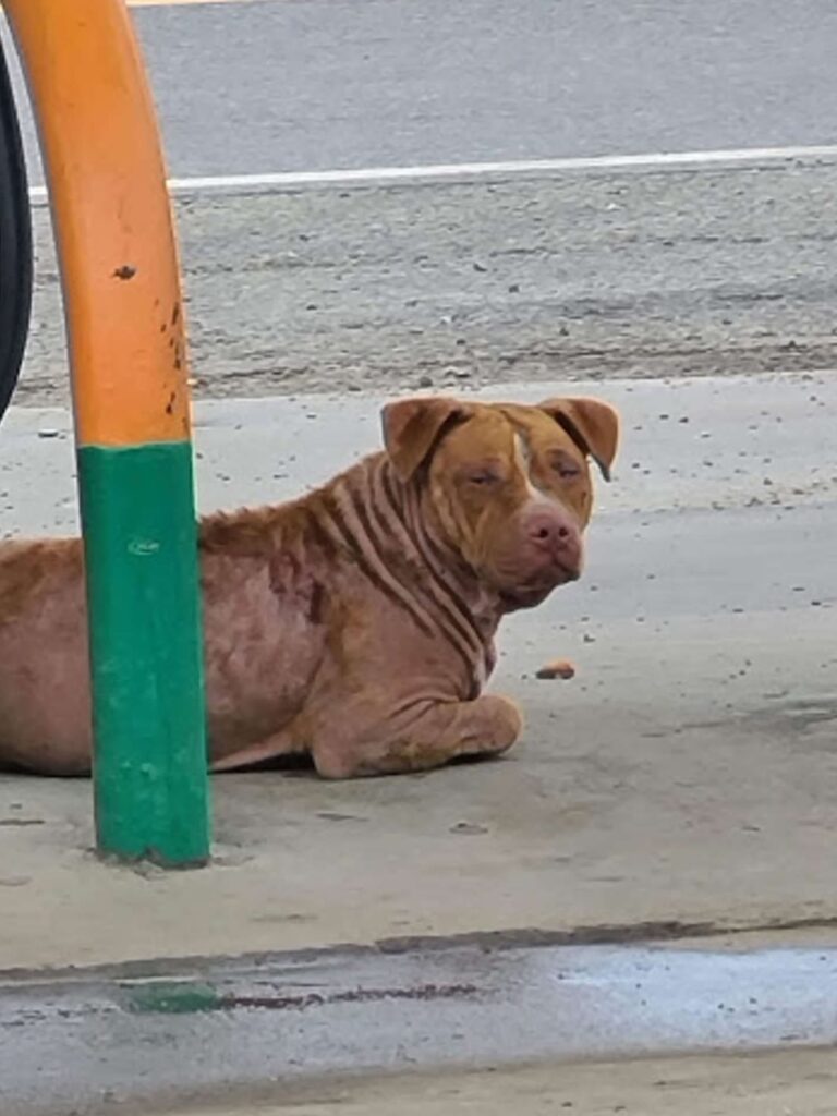 abandoned dog