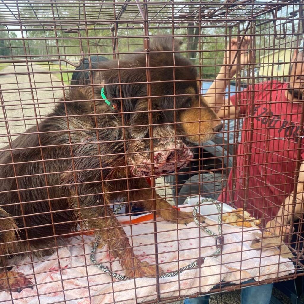 Rescued dog with massive tumor 