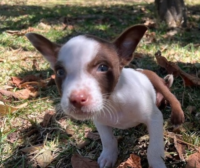 Dog with two tails