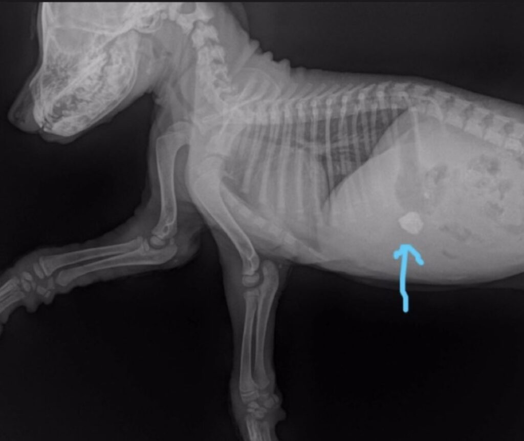 Dog x-ray