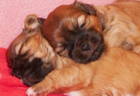 Newborn puppies 