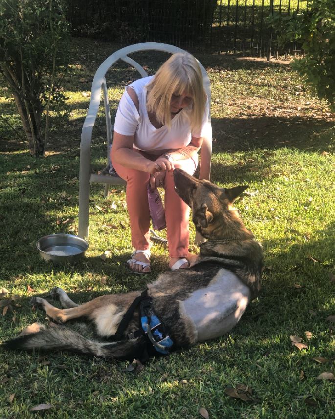 rescue dog during recovery