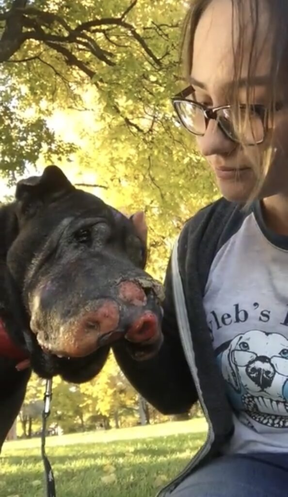 stray dog with tumors all over his face