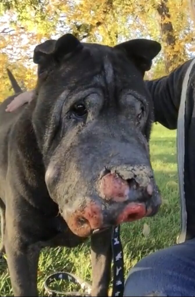 stray sick dog with tumor