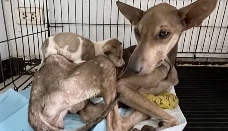 happy puppy with mama dog