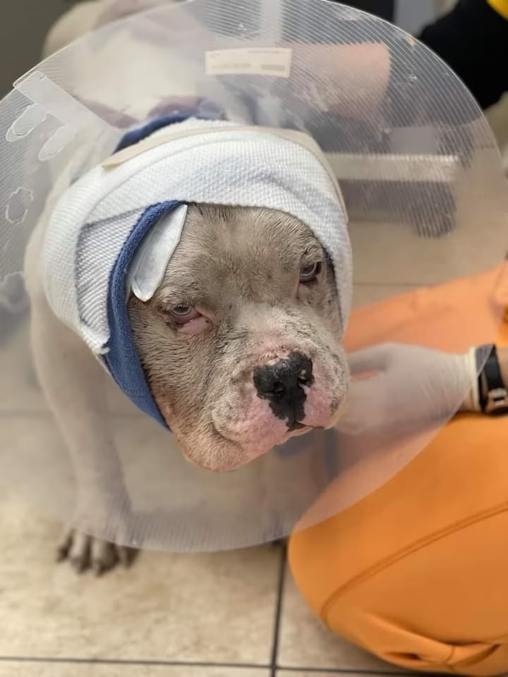 bait dog recovering after surgery