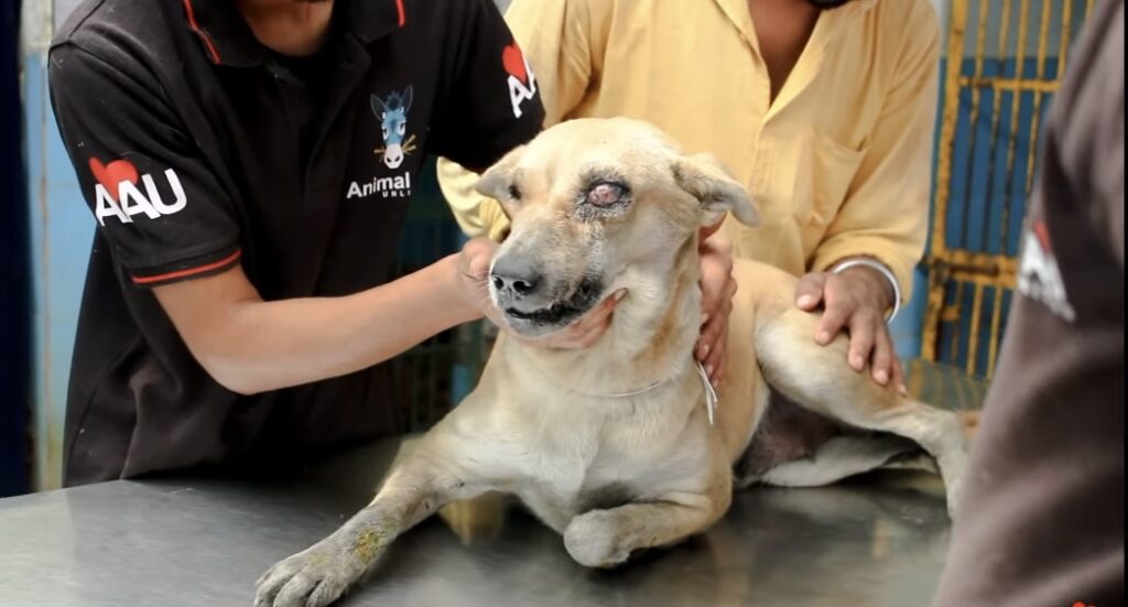 Rescued accidented dog