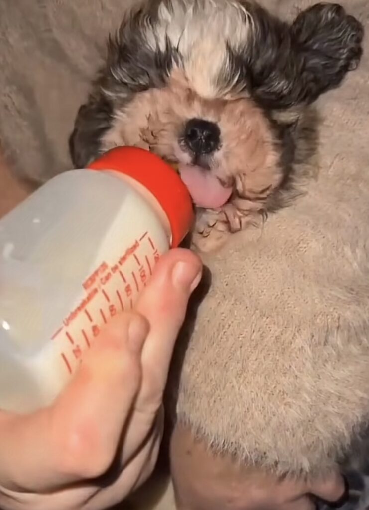 abandoned little dog drinking milk