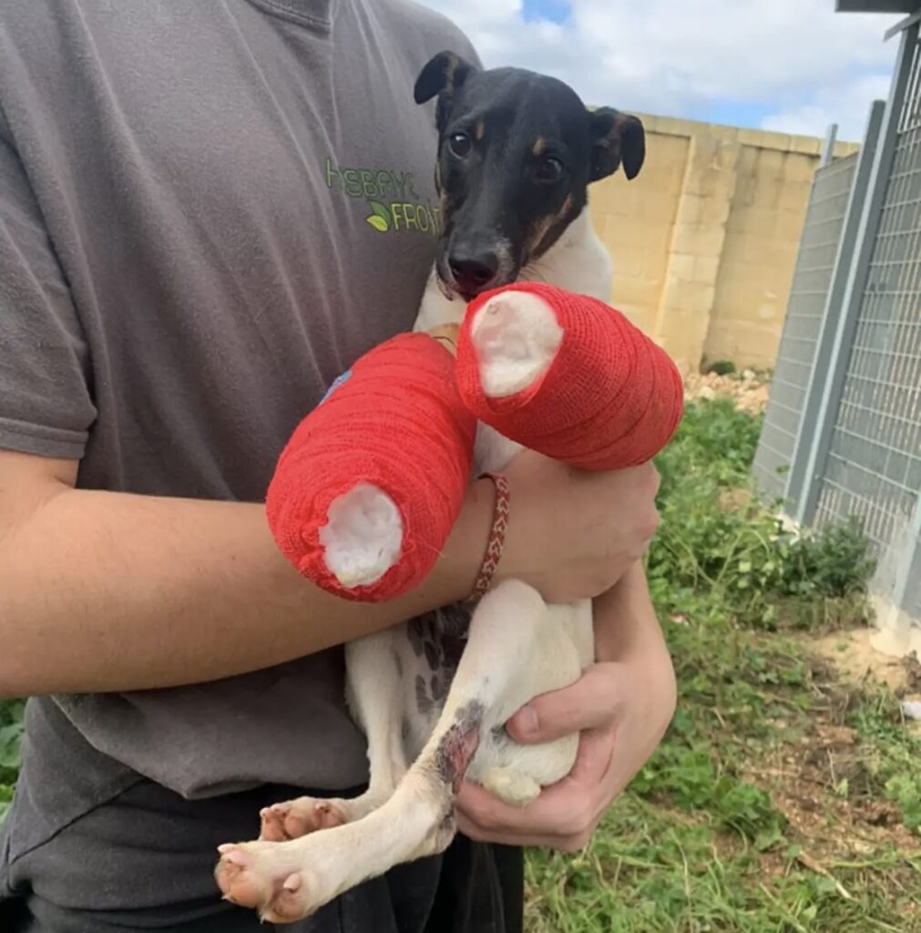 Puppy with two broken legs