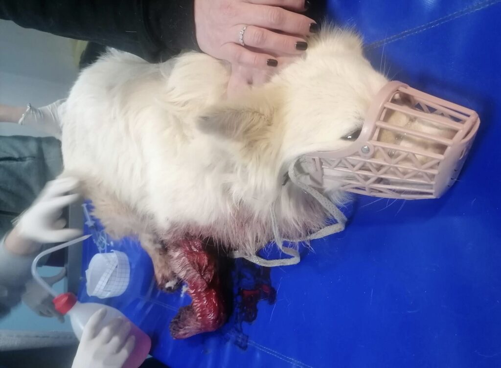 Dog in surgery 