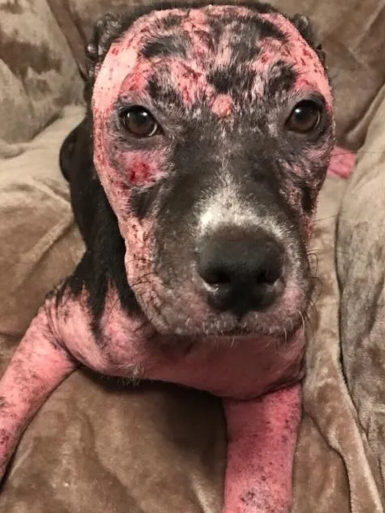 rescue dog in bad health condition