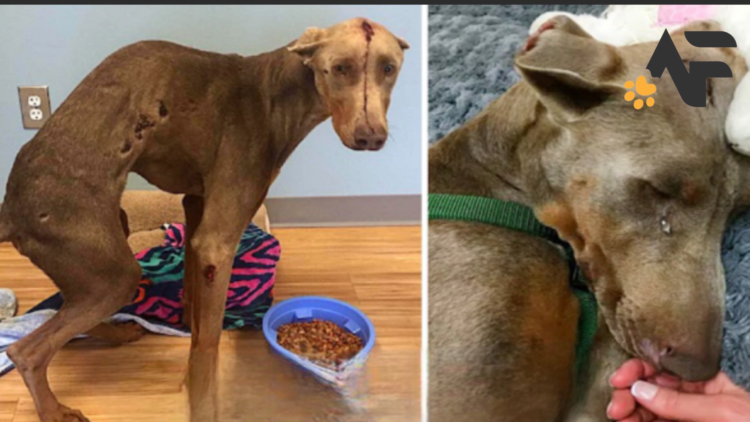 Abused Dog, Can’t Walk On His Legs Because Of His Broken Back News