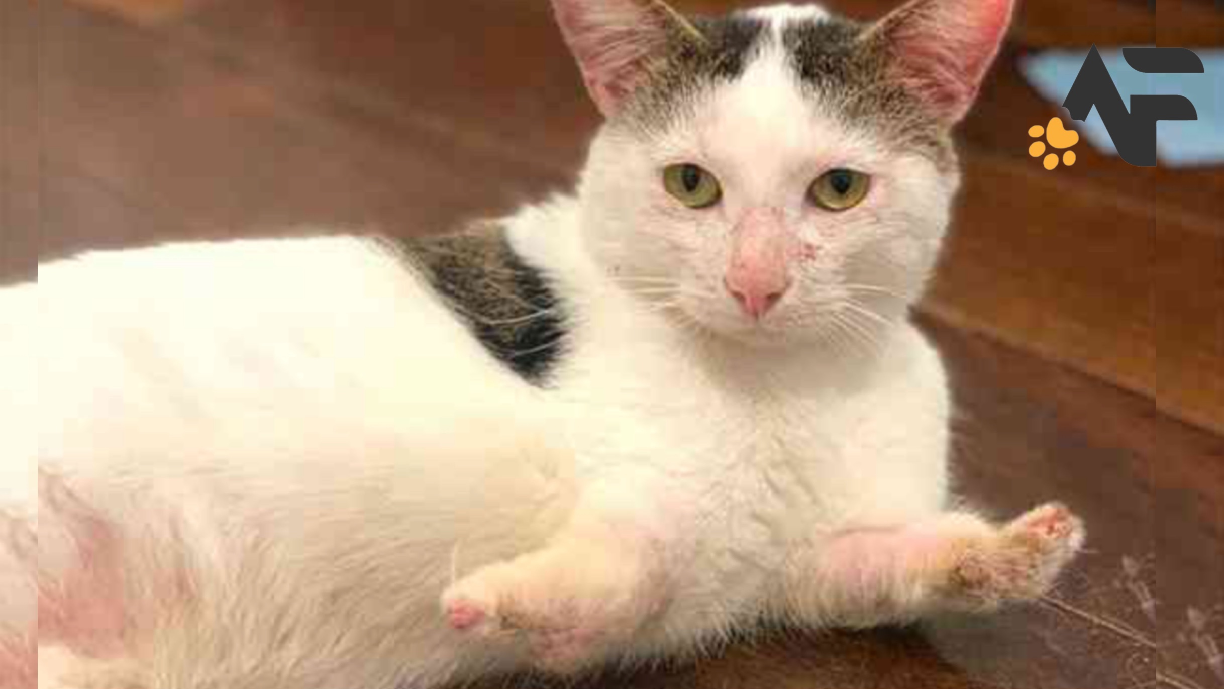 Left Alone Cat For Her Short Legs And Disability - News Animals Fluencer