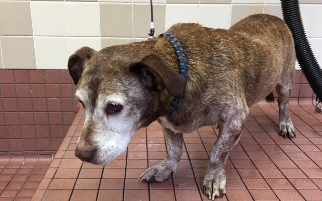 Abandoned dog in bad health condition