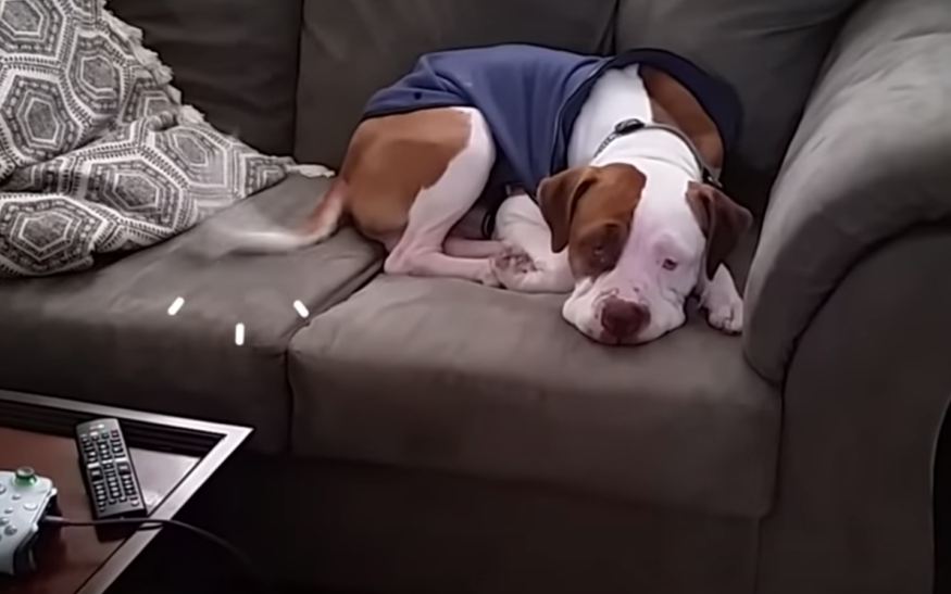 Sad dog is now happy and wants go walk a lot and smiles every moment in his new home.