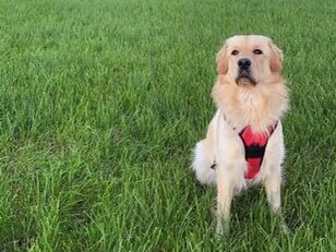 Happy dog after having a second chance at life