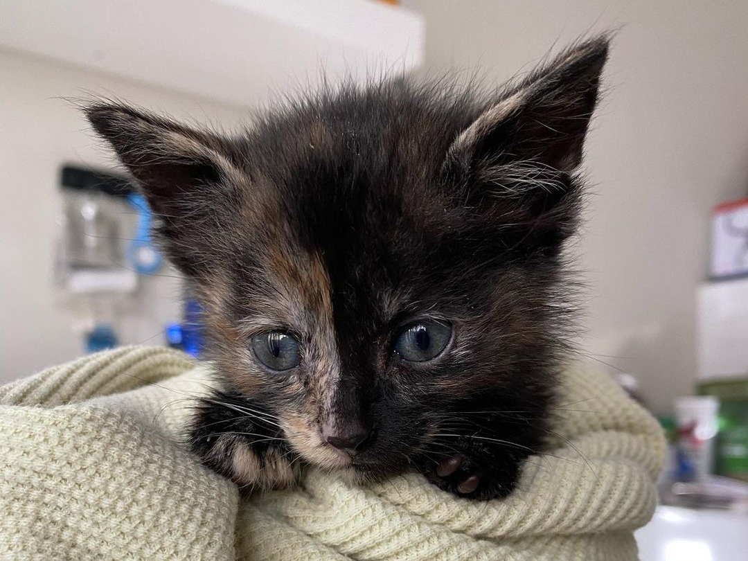 Little kitten was alone after losing her mum until someone found her to the garbage and brought to a vet clinic.