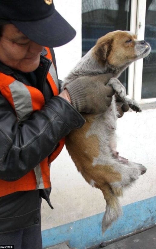 Female dog has only two front legs and still manage to take care of her puppies.